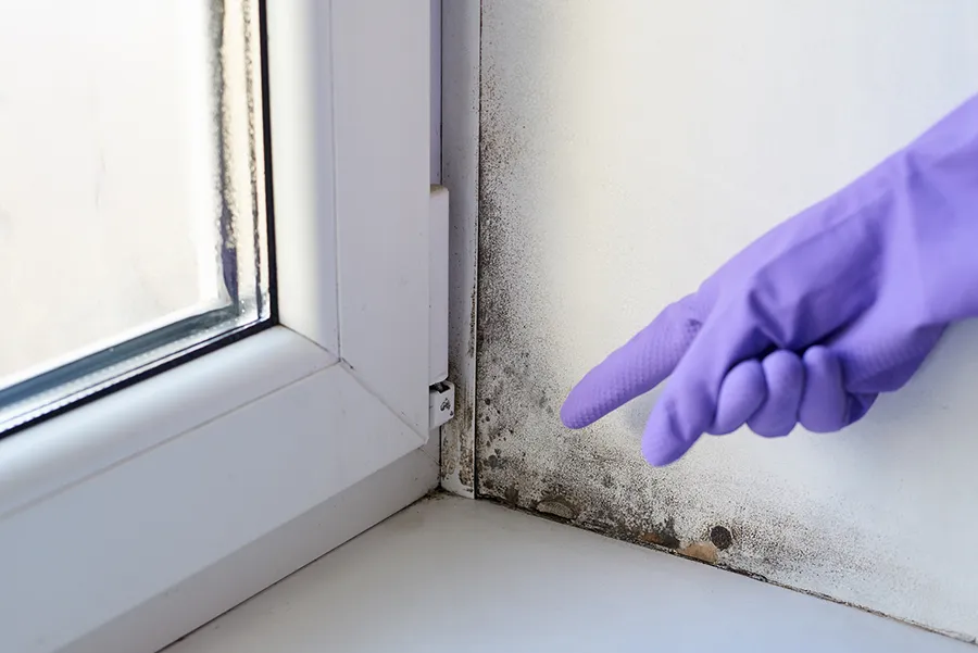Mold Inspection