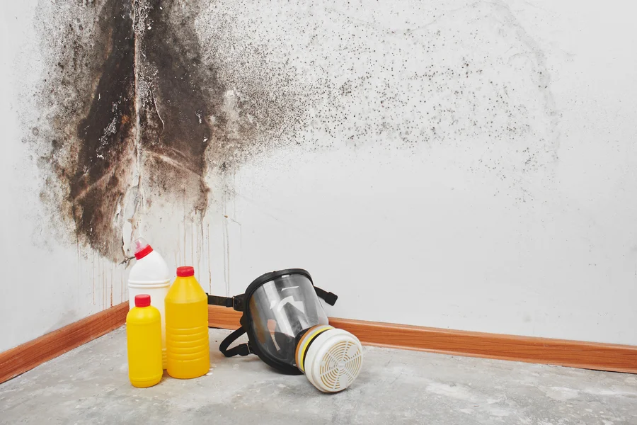 How Mold Remediation Services Can Improve Your Homes Health Temple City, CA
